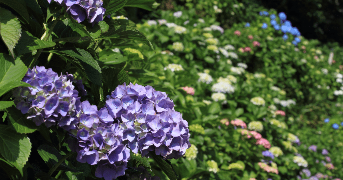 15 ดอกไม้ บอกความในใจในวันวาเลนไทน์ ความหมายลึกซึ้ง พิชิตใจคนที่หมายปอง