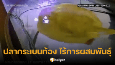 ้ธรรมชาติชวนพิศวง ปลากระเบนท้องไม่มีพ่อ ทั้งยังอาศัยอยู่ตัวเดียวมาหลายปี