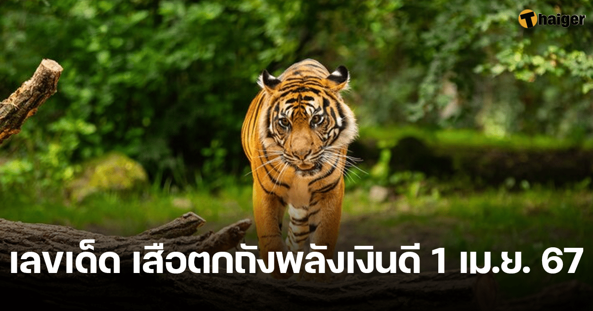 เสือตกถังพลังเงินดี 1 เมษายน 2567 โชว์เลขฟันเน้น ๆ เลขเด่นน่าซื้อตาม | Thaiger ข่าวไทย