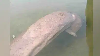 พะยูนเกาะลิบง เกยตื้น