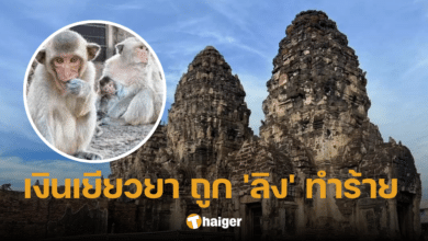 กรมอุทยานฯ อนุมัติจ่ายเยียวยา ถูก 'ลิง' ทำร้าย สูงสุด 1 แสน เช็กเงื่อนไขที่นี่