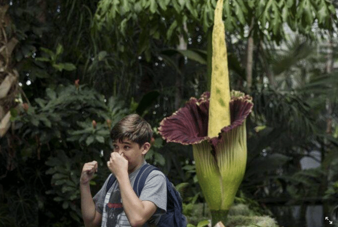 กลิ่นดอกซากศพ