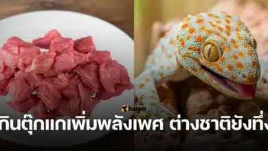 กินตุ๊กแกเพิ่มพลังเพศ ต่างชาติยังทึ่ง