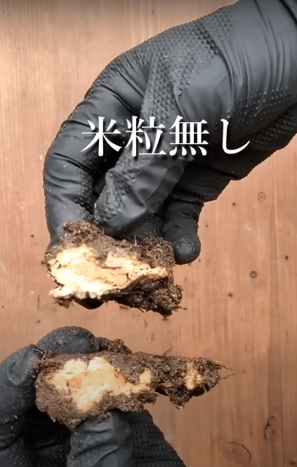 ข้าวปั้นไส้แซลมอน ฝังดิน 1 เดือน ไม่ย่อยสลาย