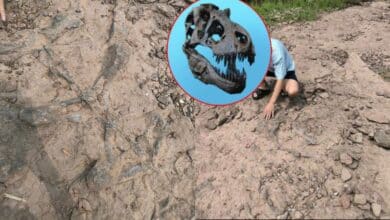 ซากฟอสซิล