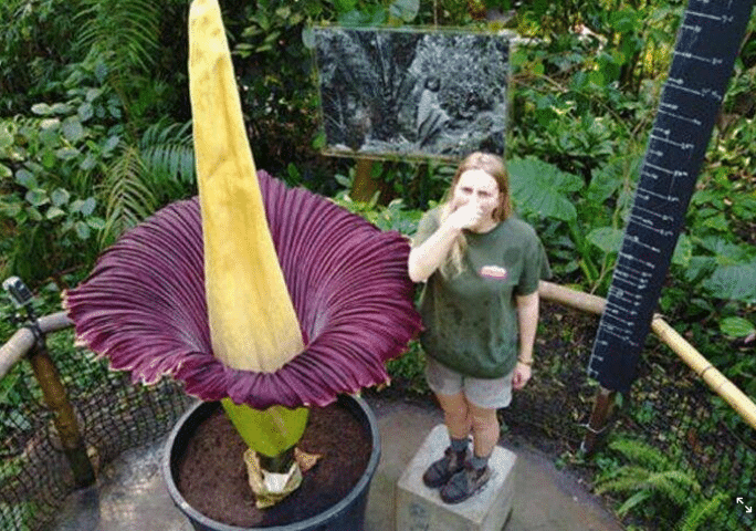 ดอกซากศพ กลิ่น