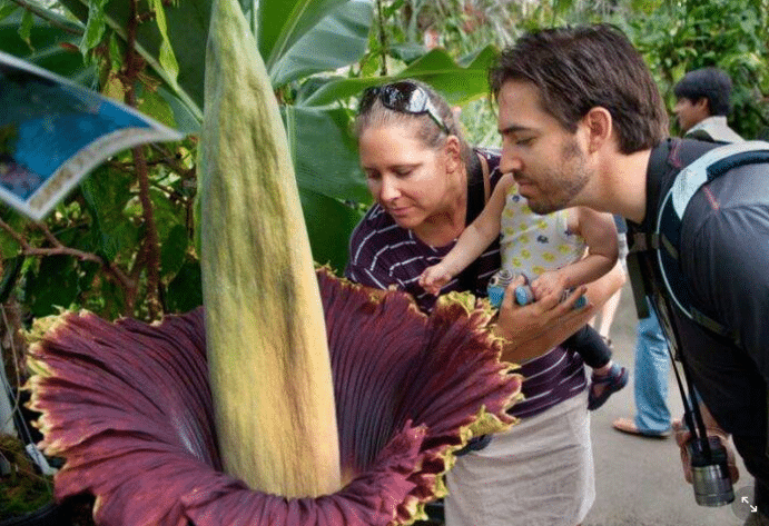 ดอกซากศพ