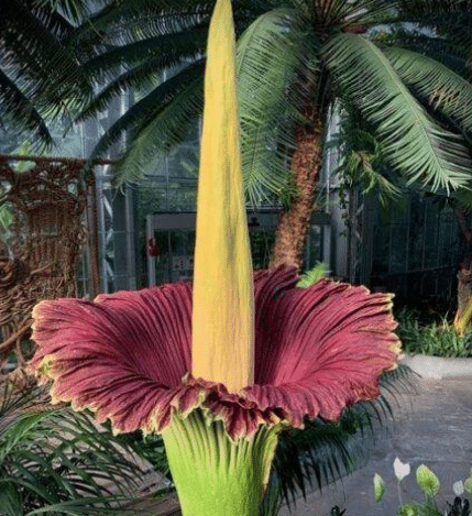 ดอกซากศพบาน กลิ่นเหม็น