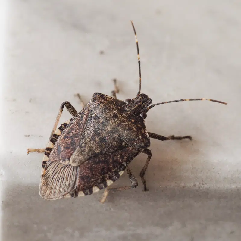 ตัวมวนพิฆาต หรือ มวนโล่