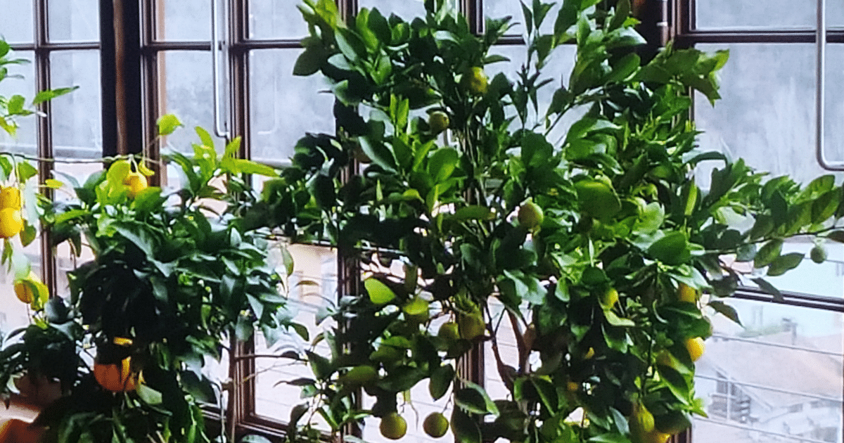 9 ไม้ประดับ ช่วยฟอกอากาศภายในบ้าน บ้านสดชื่น ควบคู่ความสวยงาม