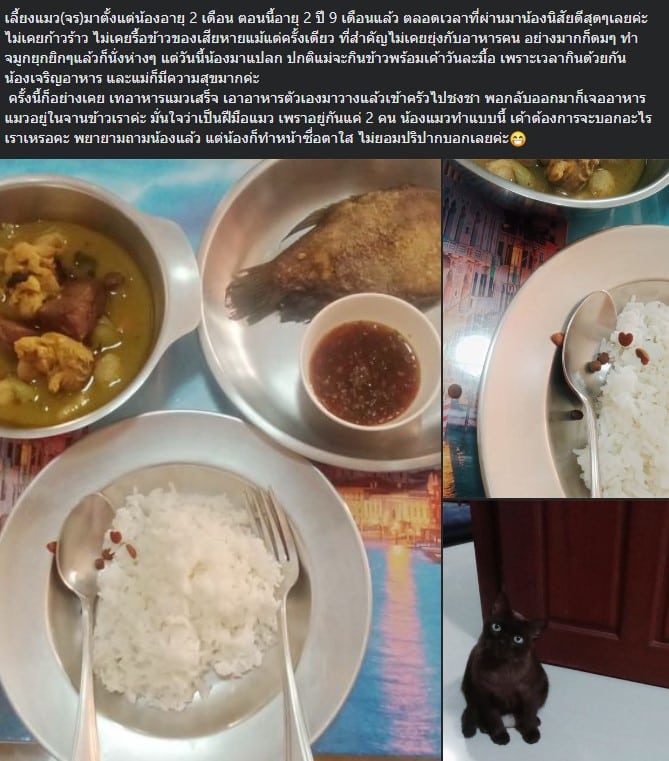 น้องแมวแบ่งอาหารให้ทาส