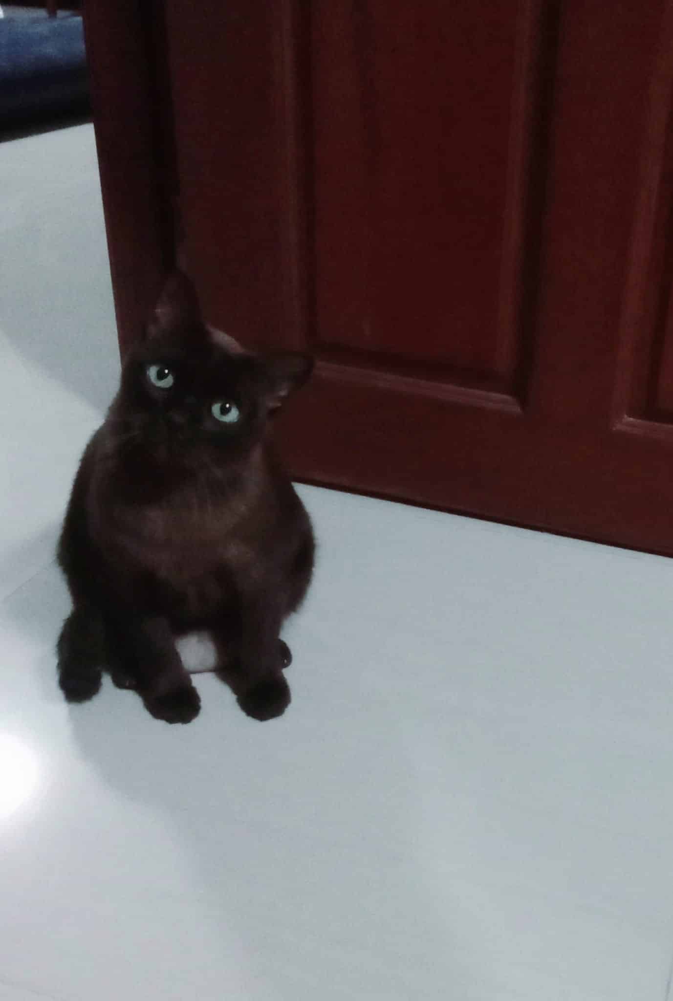 น้องแมวให้อาหารเม็ดในจานข้าวทาส