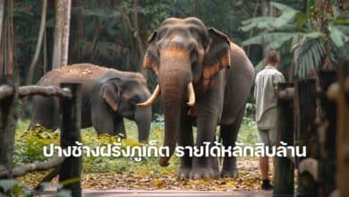 ปางช้างฝรั่งภูเก็ต รายได้หลักสิบล้าน