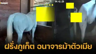 ฝรั่งภูเก็ต อนาจารม้าตัวเมีย โดนจับกุมแล้ว