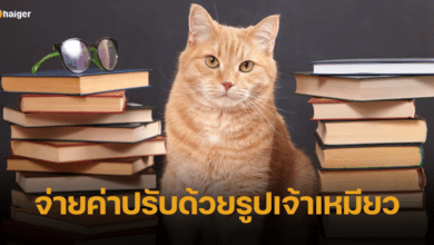 พร้อมเปย์! ห้องสมุดสหรัฐฯ ปิ๊งไอเดีย ให้จ่ายค่าปรับหนังสือ ด้วยรูปแมวเหมียว