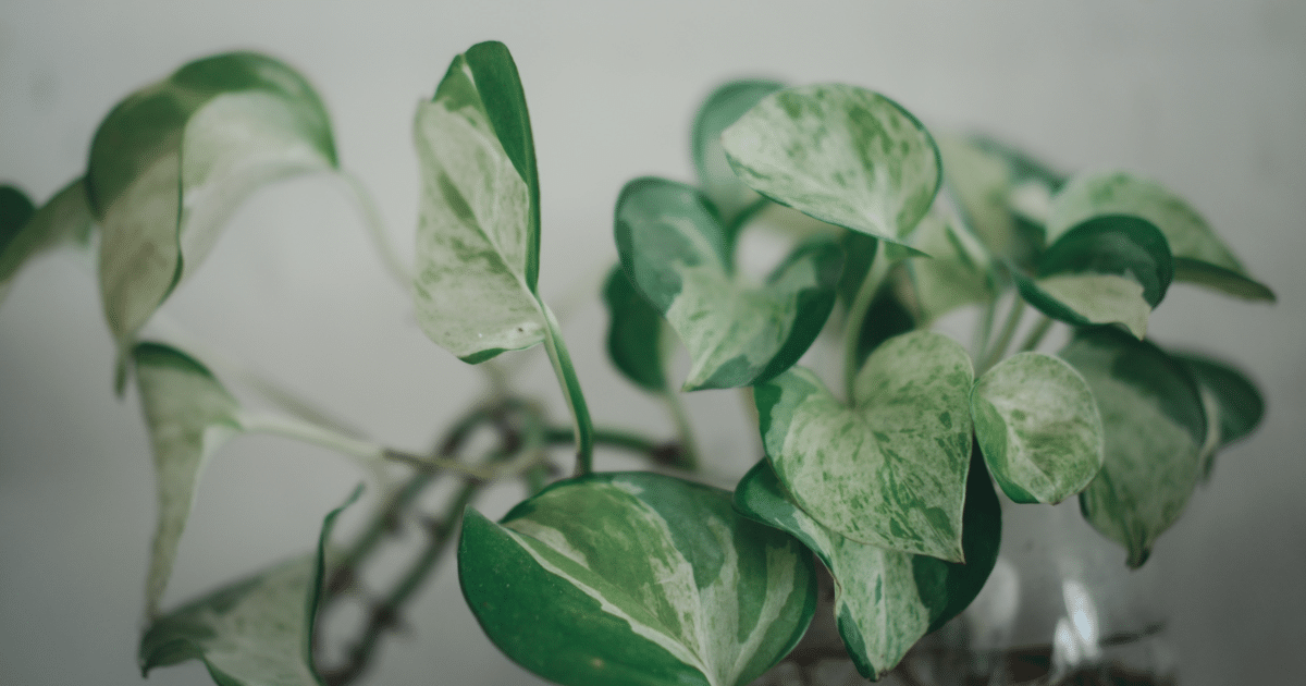 9 ไม้ประดับ ช่วยฟอกอากาศภายในบ้าน บ้านสดชื่น ควบคู่ความสวยงาม