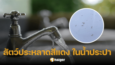 รู้แล้ว สัตว์ประหลาดสีแดง ที่เจอในน้ำประปา คืออะไร แจ้งหน้าที่ ชี้ ไม่อันตราย