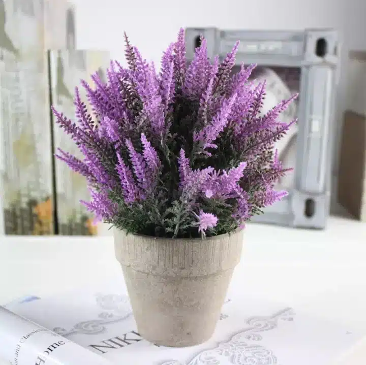 9 ไม้ประดับ ช่วยฟอกอากาศภายในบ้าน บ้านสดชื่น ควบคู่ความสวยงาม