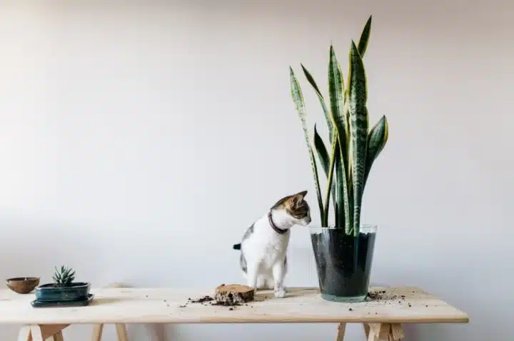 9 ไม้ประดับ ช่วยฟอกอากาศภายในบ้าน บ้านสดชื่น ควบคู่ความสวยงาม