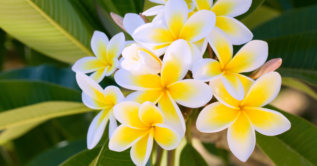 9 ไม้ประดับ ช่วยฟอกอากาศภายในบ้าน บ้านสดชื่น ควบคู่ความสวยงาม