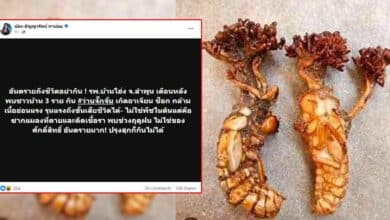 ว่านจั๊กจั่น อันตราย