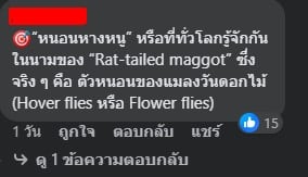 หนอนหางหนู ในน้ำลำไย