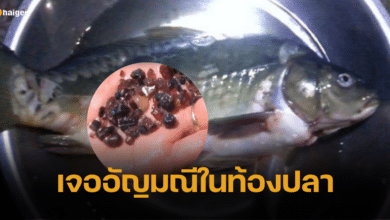 หนุ่มอลาสก้า โชคหล่นทับ หลังผ่าท้องปลา เจออัญมณีมูลค่าสูงลิ่ว