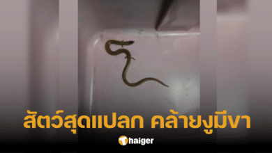หนุ่มเจอ 'งูมีขา' ถามกลุ่มตัวอะไร เฉลยความจริง คดีพลิก