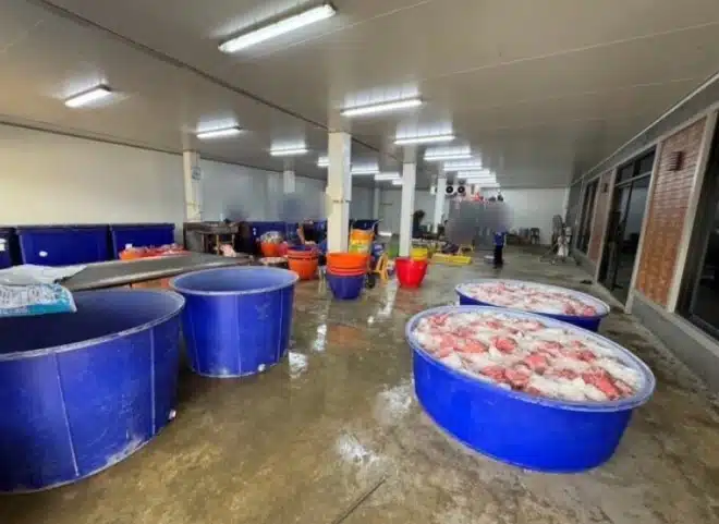 หมูบดผสมซากไก่คลุกมือเปล่า