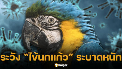 องค์การอนามัยโรค เตือ โรคไข้นกแก้ว ระบาด