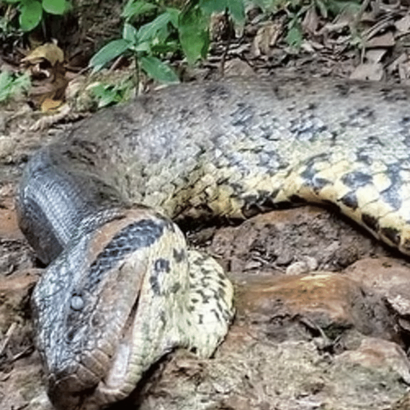 อนาจูเลีย งูสายพันธุ์อนาคอนด้าที่มีขนาดใหญ่ที่สุดในโลก ถูกนายพรานยิงเสียชีวิต