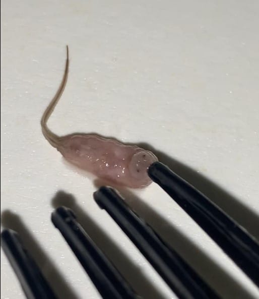 เจอหนอนในน้ำลำไย