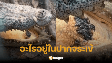 เมือกสีดำยั้วเยี้ย ในปาก 'จระเข้' ที่แท้คือสิ่งนี้ รู้แล้วขนลุกยิ่งกว่าเดิม