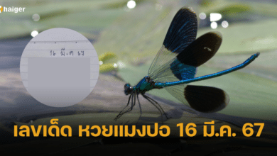 เลขเด็ด หวยแมงปอ บินรอรับรางวัลใหญ่ งวด 16 3 67