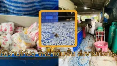 โรงงานไก่ยอ ขี้หมาเต็มพื้น ส่งขายทั่วกรุง