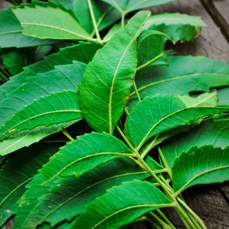 ใบสะเดา