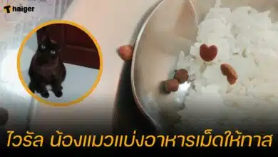 ไวรัล น้องแมวแบ่งอาหารเม็ดให้ทาส