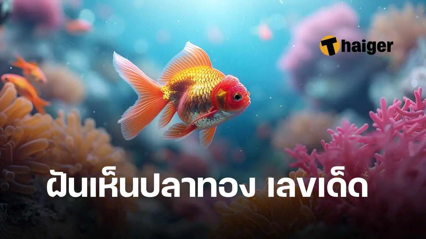 ฝันเห็นปลาทอง เลขเด็ด ทำนายฝัน ปลาทองว่ายน้ำและตาย | Thaiger ข่าวไทย