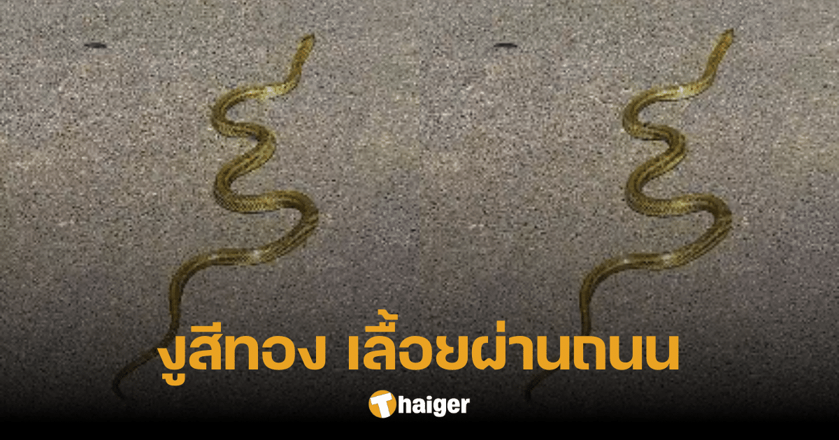 คนญี่ปุ่นฮือฮา หลังเห็น 'งูสีทอง' เลื้อยบนถนน ส่องประกายวิบวับ ชาวเน็ตเชื่อ งูนำโชค