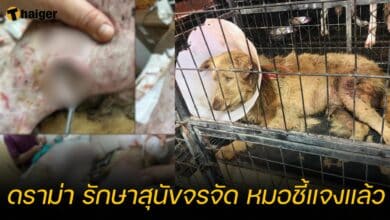 ดราม่า รักษาสุนัขจรจัด หมอชี้แจงแล้ว
