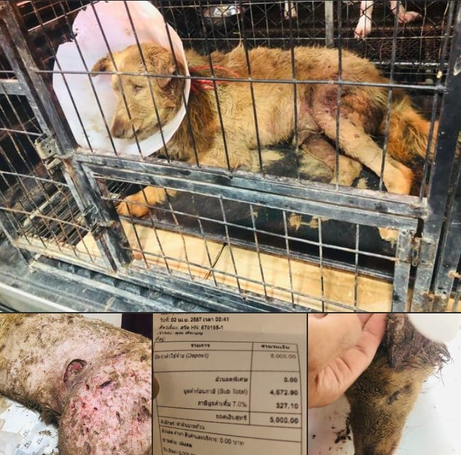 ดราม่า รักษาสุนัขจรจัด