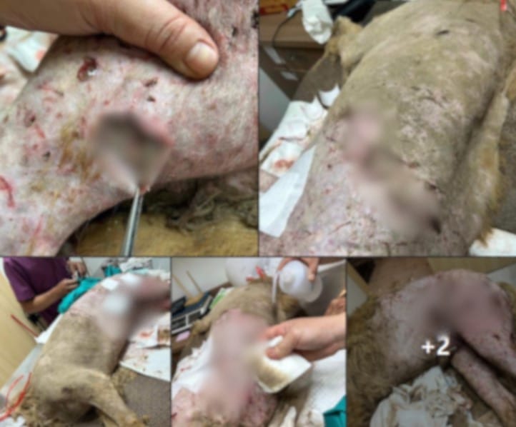 ดราม่า เพจดังโพสต์ด่าโรงพยาบาลสัตว์