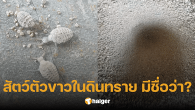 ตอบแล้ว สัตว์ตัวขาว มุดอยู่ในดินทราย ที่แท้คือสัตว์ชนิดนี้ ไม่ใช่แมลงปอเข็