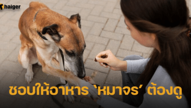 ทนายแก้ว แจงข้อกฎหมาย การให้อาหารหมาจรจัด ถือว่าเป็นเจ้าของเลยหรือไม่