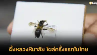 ผึ้งหลวงหิมาลัย โผล่ครั้งแรกในไทย
