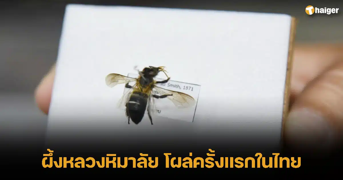 ผึ้งหลวงหิมาลัย โผล่ครั้งแรกในไทย
