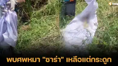 พบศพหมา _ซาร่า_ เหลือแต่กระดูก