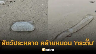 พบได้ยาก! สัตว์ตัวใสเหมือนหยดน้ำ แต่รูปร่างเหมือนสัตว์ประหลาดเรื่อง 'กระดึ๊บ'