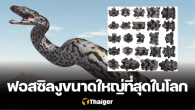 ฟอสซิลงูยักษ์ Vasuki Indicus