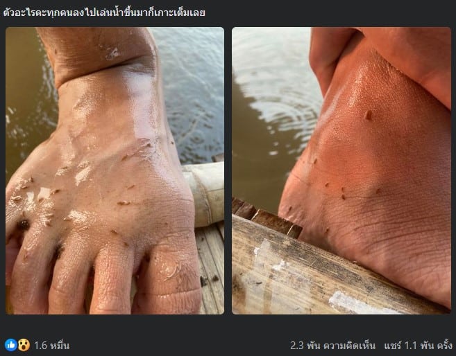 ตัวอะไรคะทุกคนลงไปเล่นนํ้าขึ้นมาก็เกาะเต็มเลย